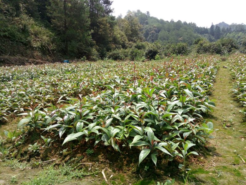布福娜树苗20-40CM