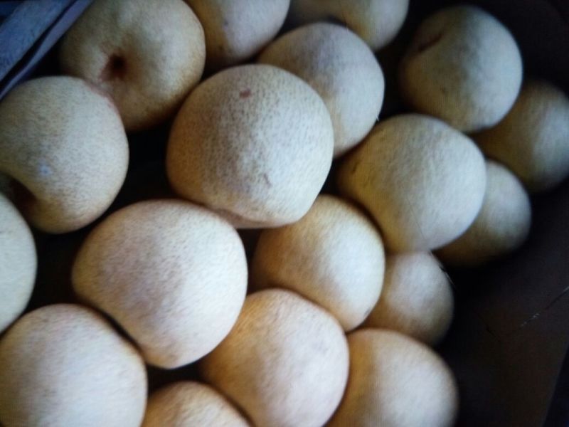 砀山梨250~300g光果