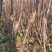 烟富8号苹果树苗矮化苹果苗苹果苗育苗基地苹果苗批发