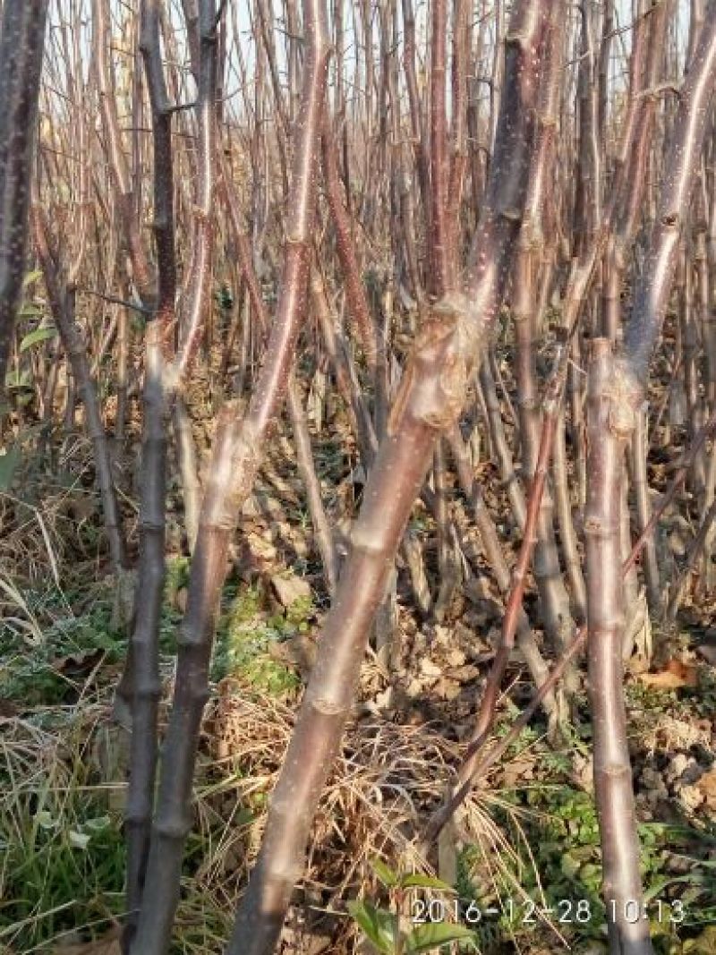 烟富8号苹果树苗矮化苹果苗苹果苗育苗基地苹果苗批发