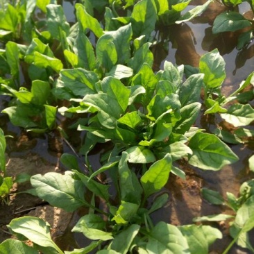 大叶菠菜25~30厘米