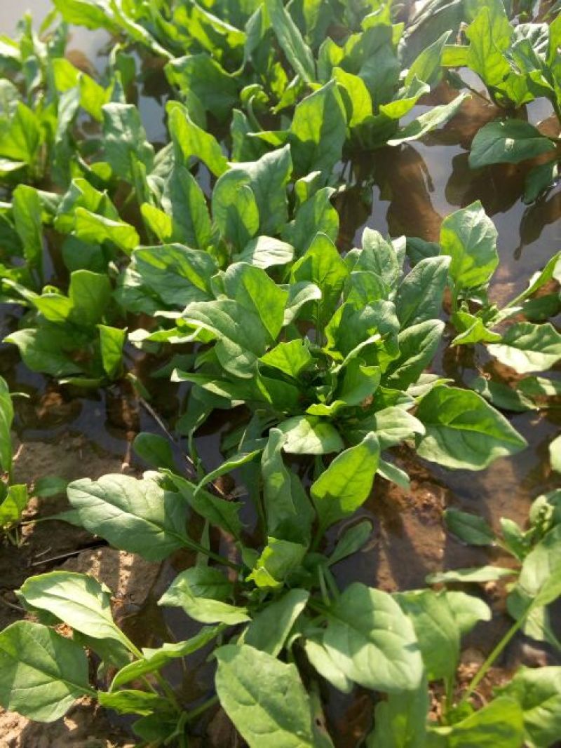 大叶菠菜25~30厘米