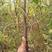 冬枣树苗，山西枣树苗2cm以下4~6cm，占地枣树