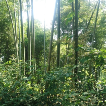 绿竹10~11m