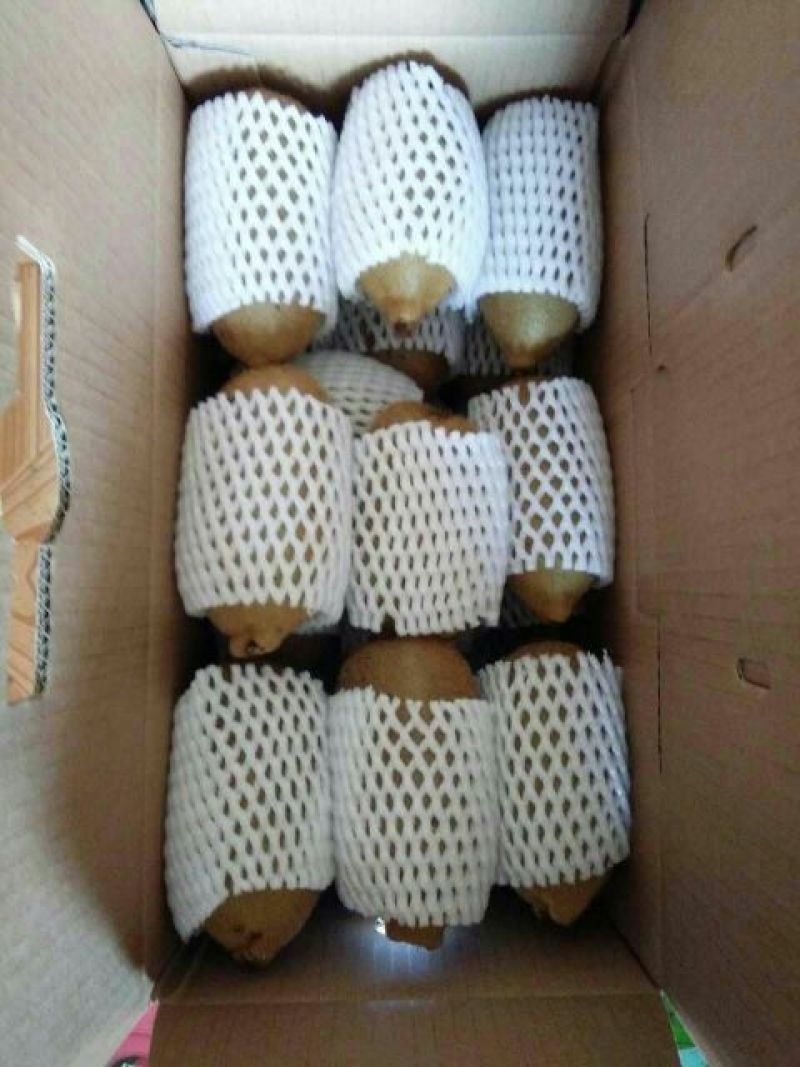 米良1号猕猴桃