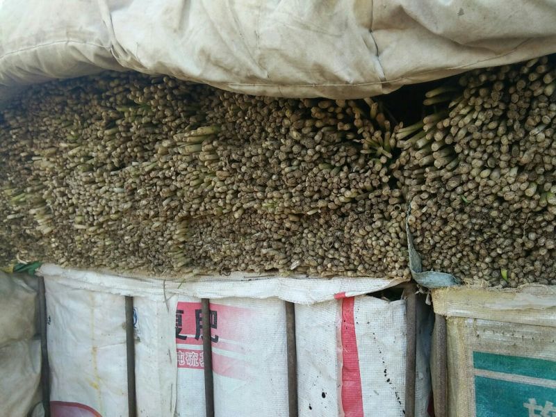 平韭6号韭菜，质量优良，价钱便宜！头茬韭菜