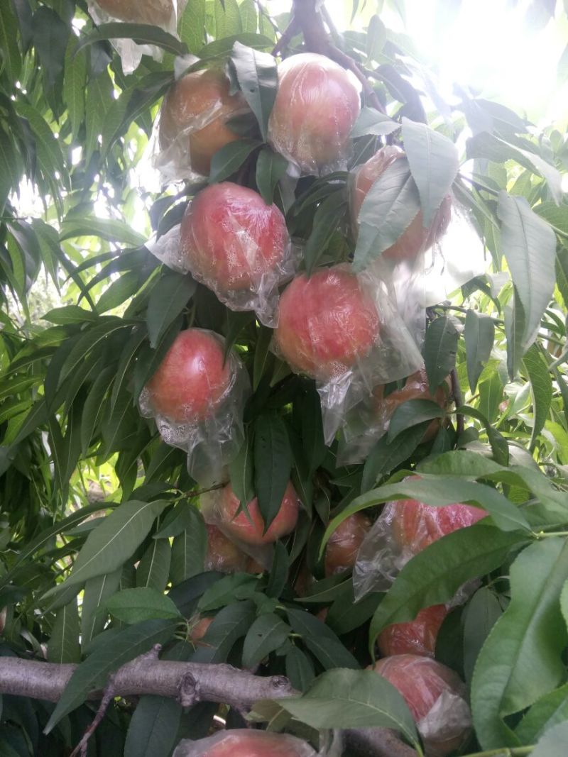 膜袋毛桃批发，大个膜袋毛桃基地，秦王毛桃，超越毛桃价格