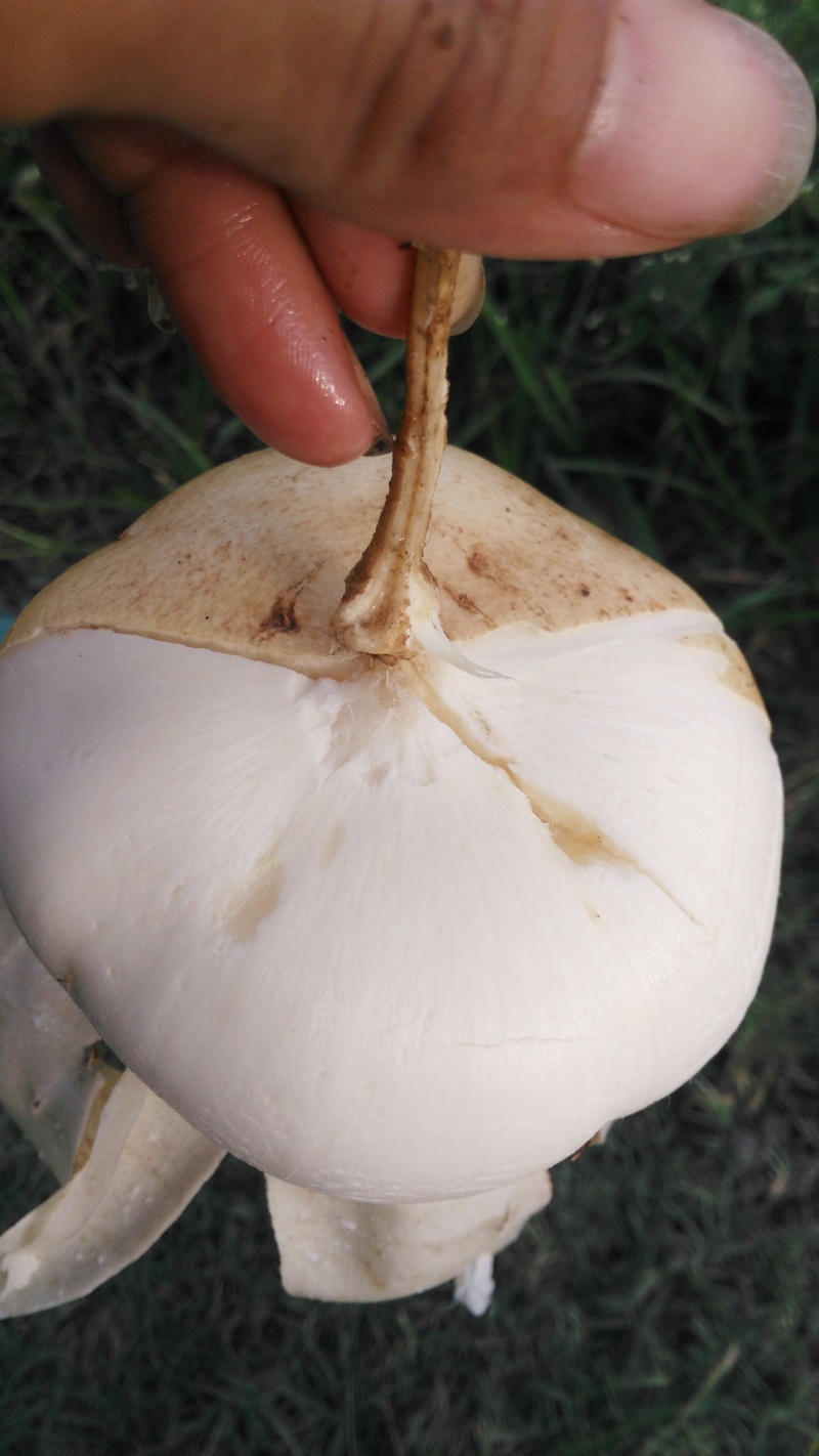 凉薯500~1000g广东徐闻新苗苟葛白地瓜应季节凉薯