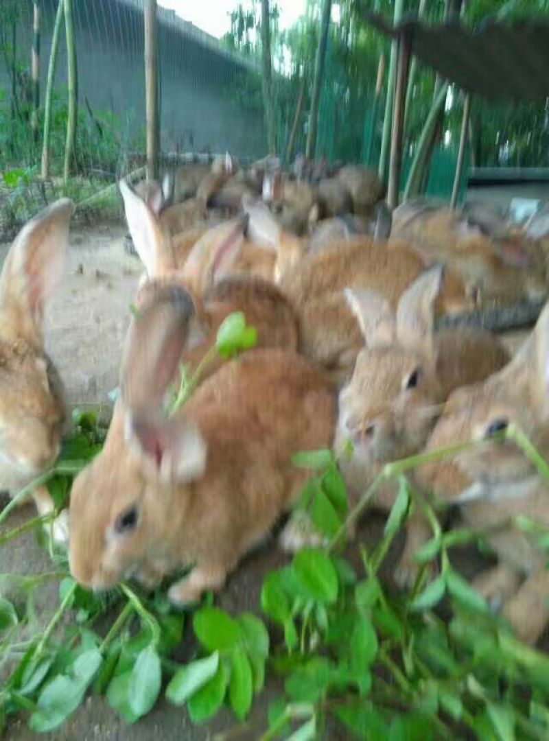 熏兔包装