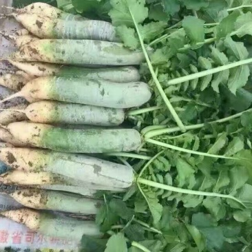 潍县青萝卜1~1.5斤起