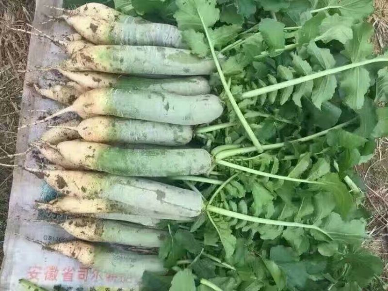 潍县青萝卜1~1.5斤起