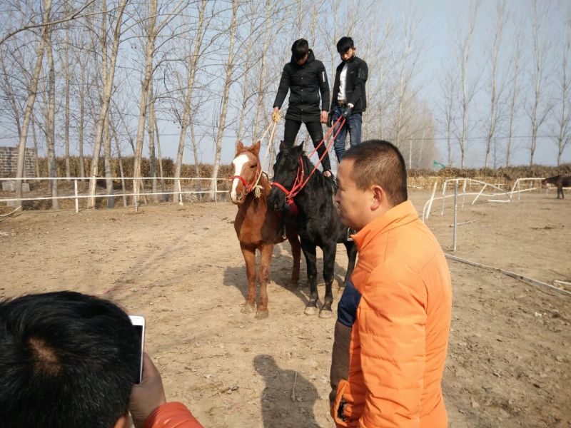 肉马300~400kg