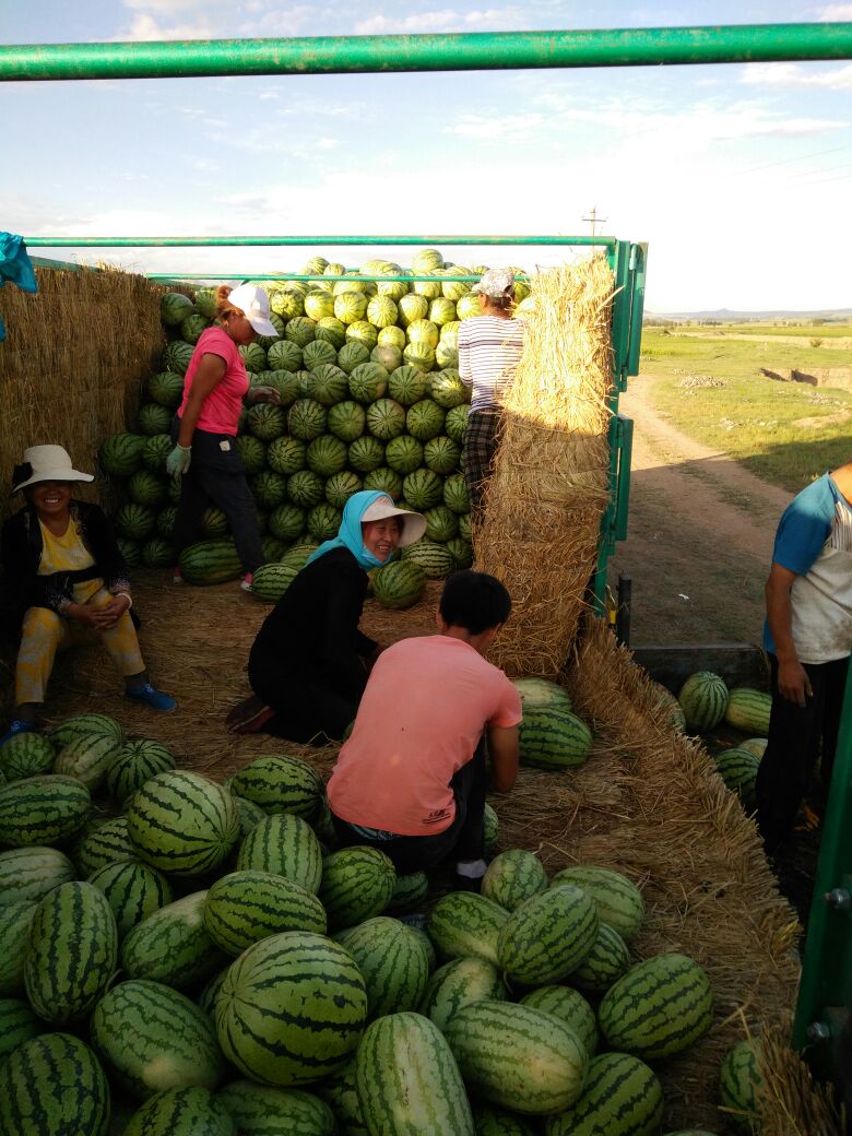 江苏徐州市邳州市金城5号西瓜 8斤打底 9成熟