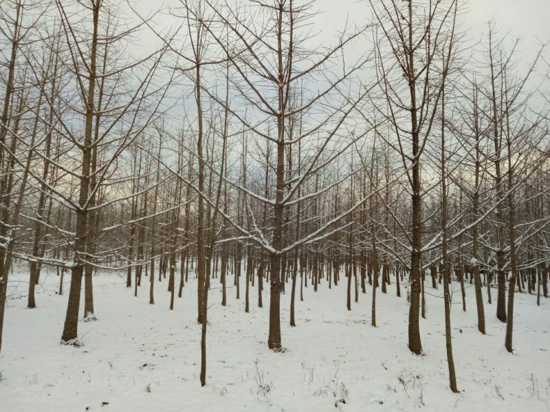 银杏桩10~15cm