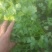 大叶香菜滑县香菜20~25厘米以上精品发全国
