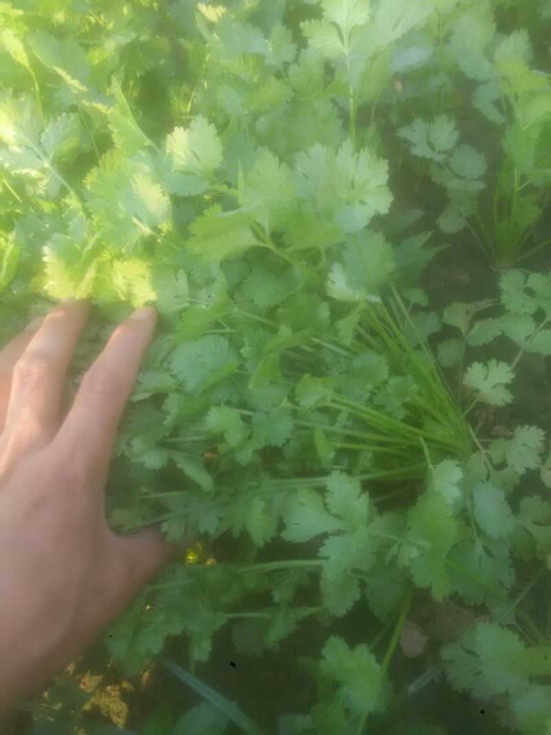 大叶香菜滑县香菜20~25厘米以上精品发全国