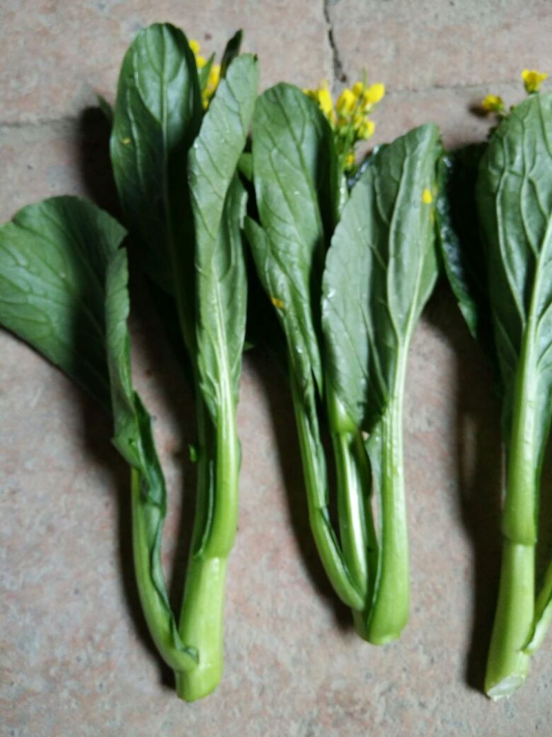 蔬菜