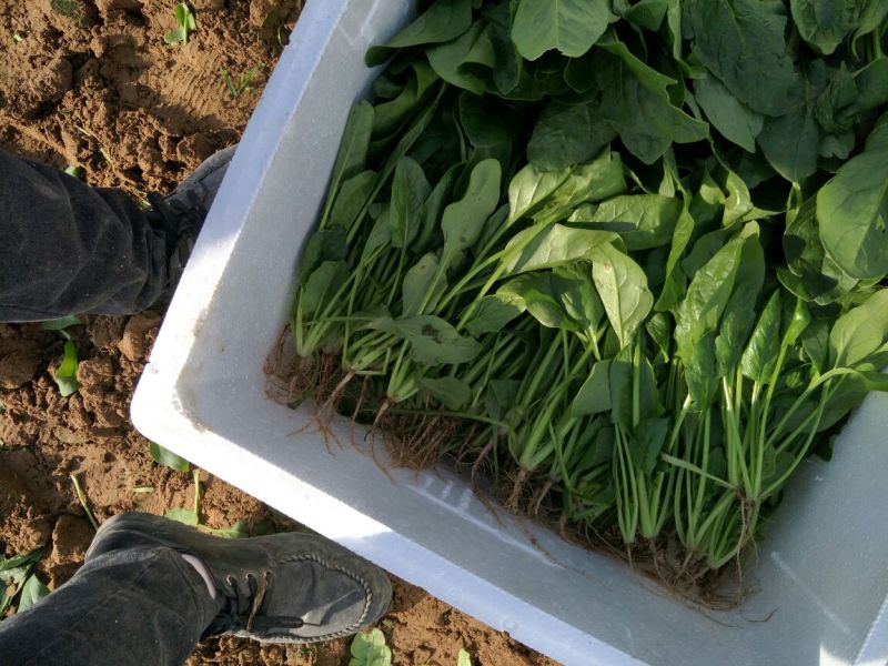 菠菜25~30厘米