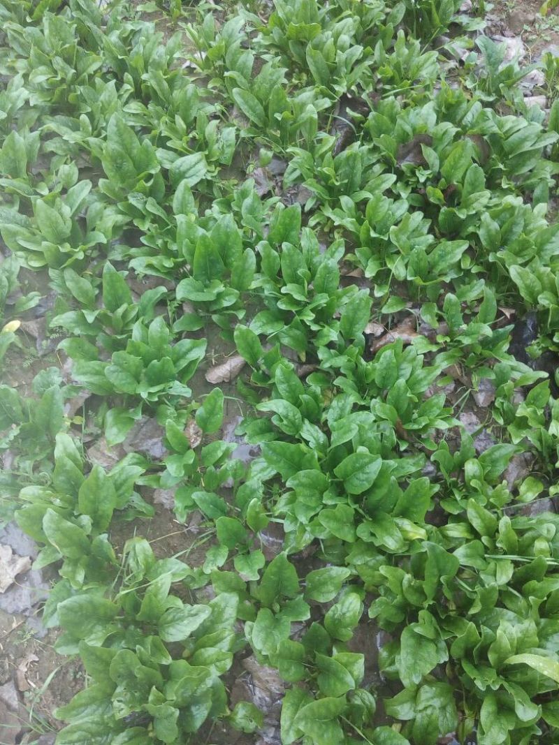 大叶菠菜25~30厘米
