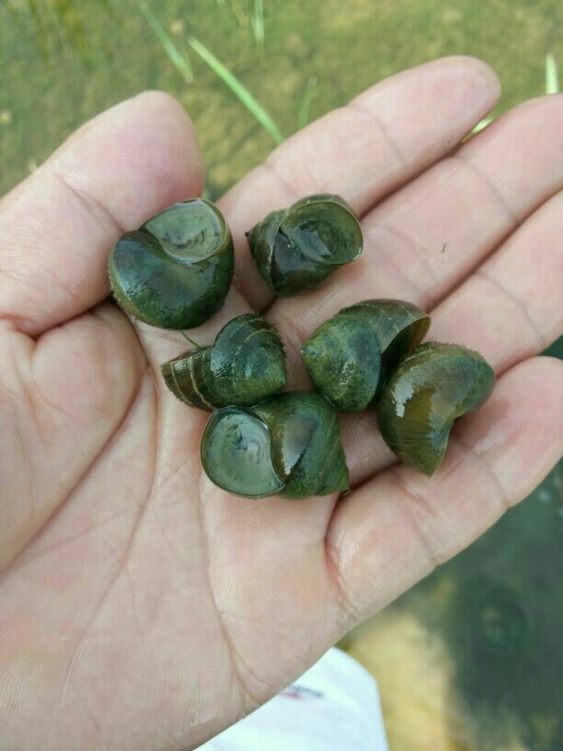 中华圆田螺作种鲜活