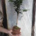 茶花30~50cm