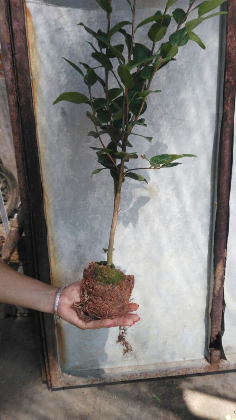 茶花30~50cm