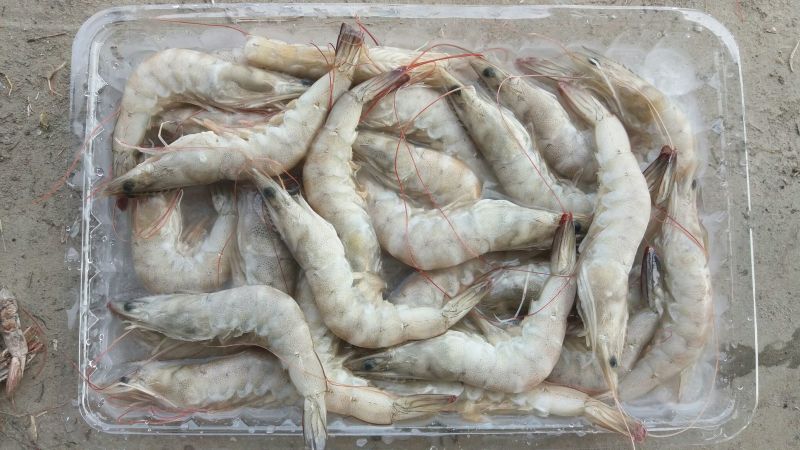 青虾食用26~30只/kg