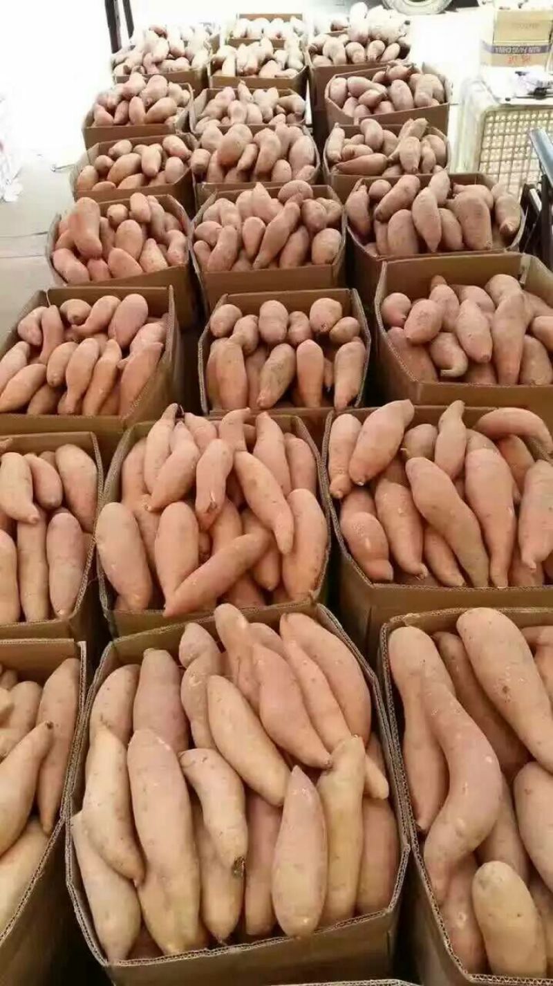 红薯3两以上黄心