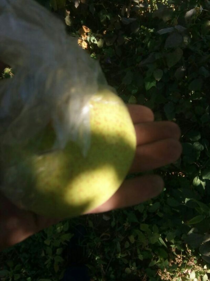 酸梨膜袋