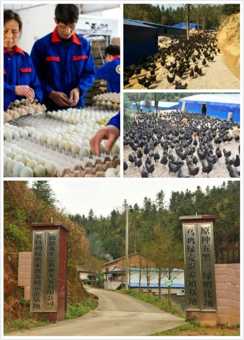 绿壳蛋鸡苗出壳苗35~45克雌