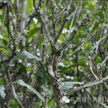 古树茶