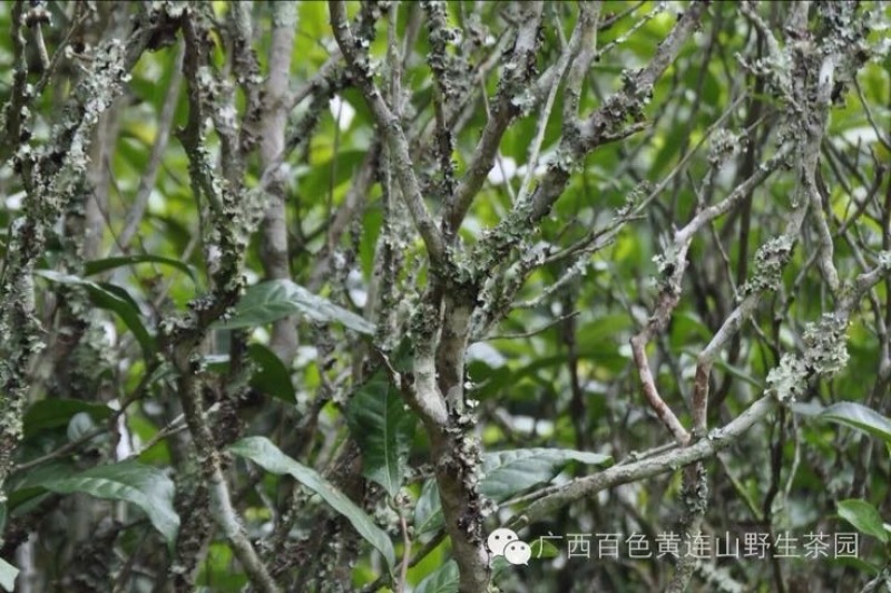 老树茶