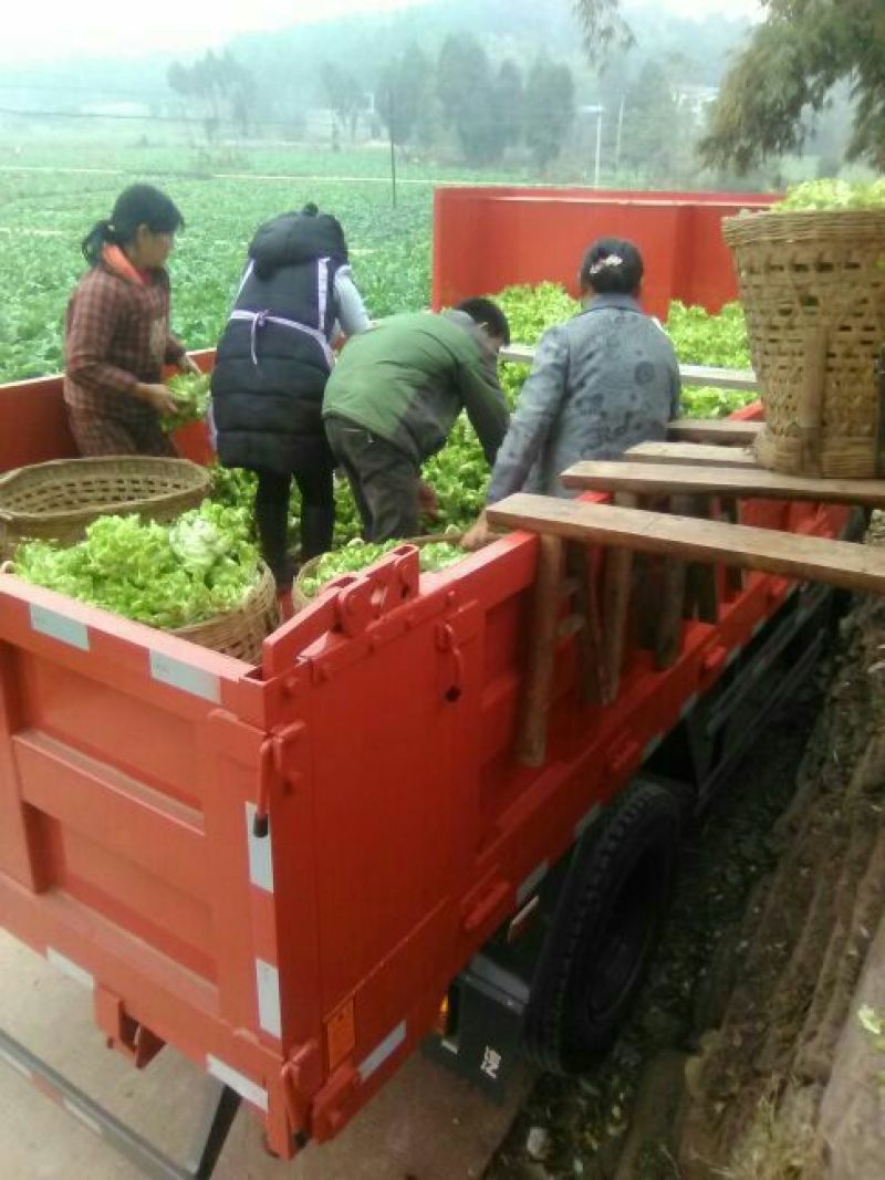 四川省简阳本地儿菜质量好保证服务周到热情。