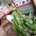 菠菜15~20厘米