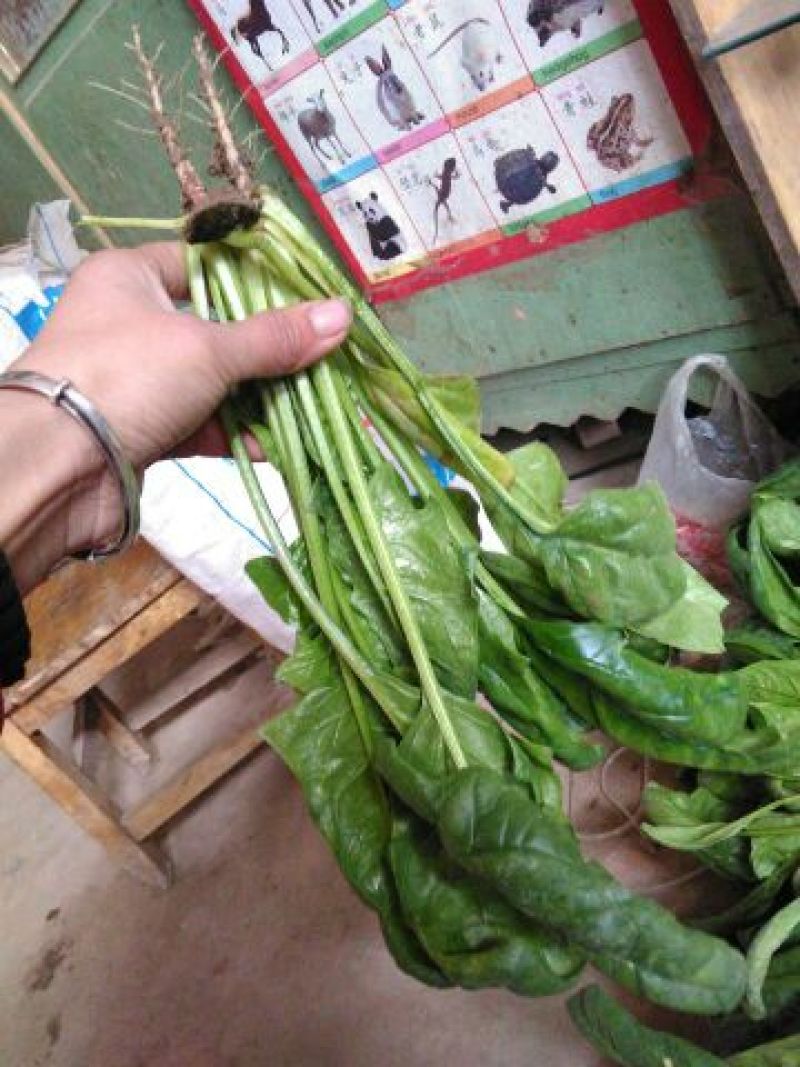 菠菜15~20厘米