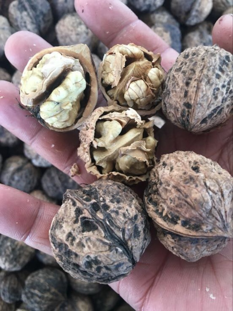 薄皮核桃去皮干