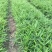 竹子3~4m