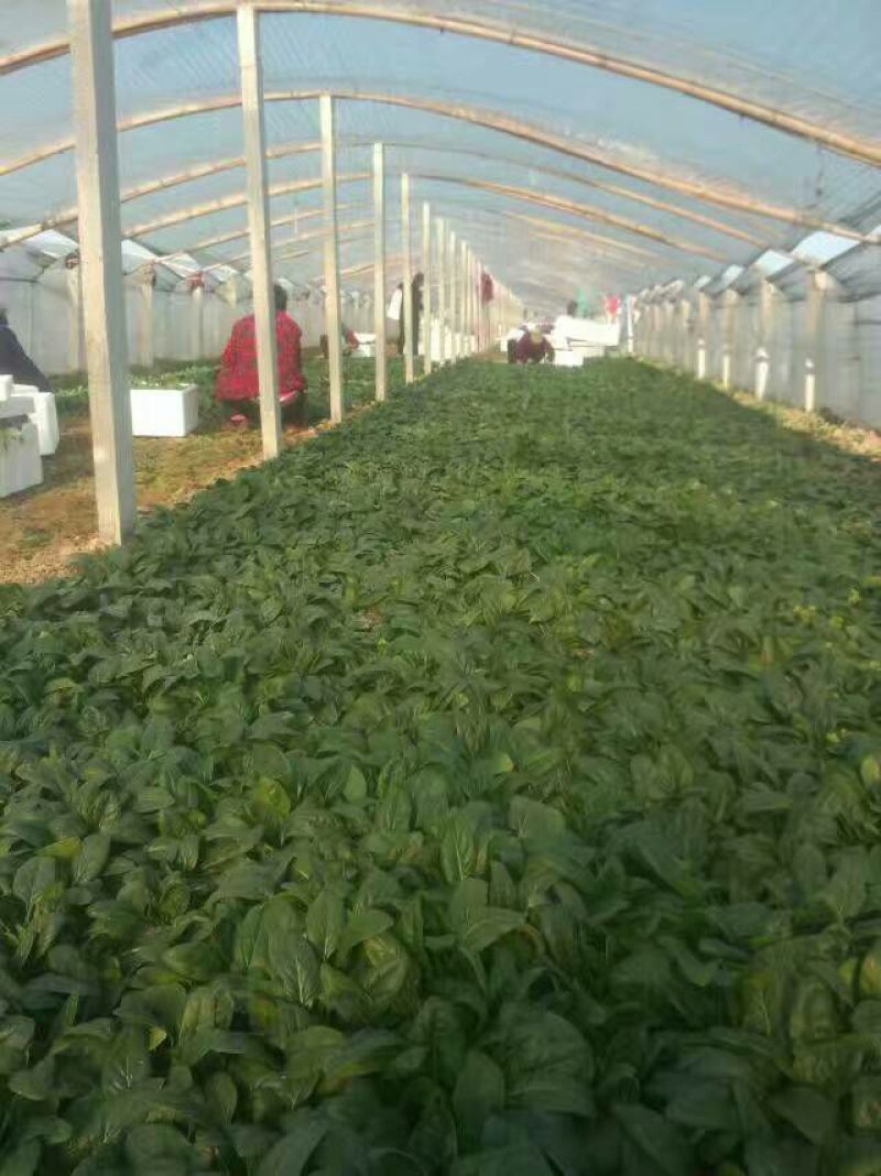 秋菠菜20~25厘米