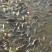 鳞鲤食用1~2公斤