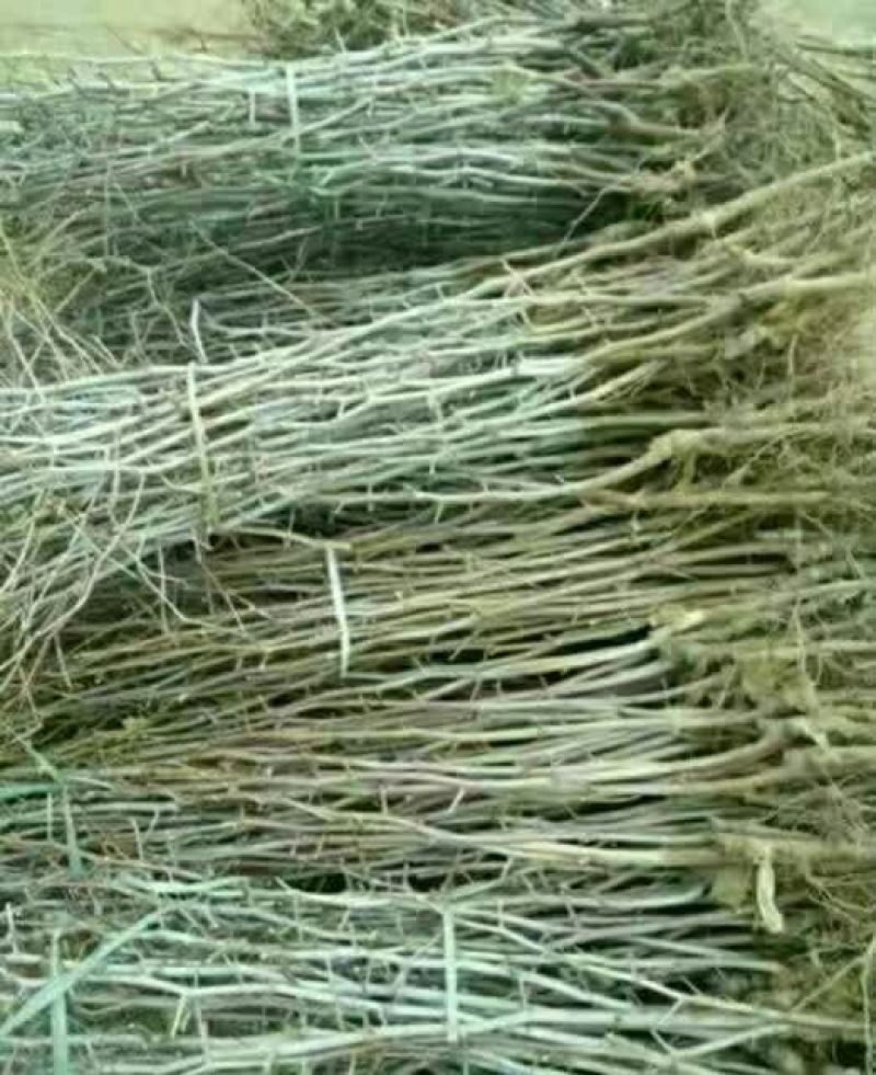 大量供应嫁接鲜食品种枣树种，品种齐全，纯正