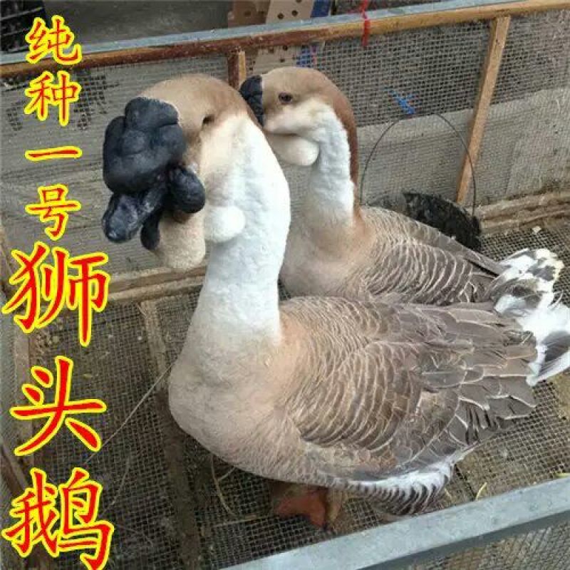 狮头鹅苗250g以上