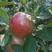 红富士苹果75mm以上膜袋