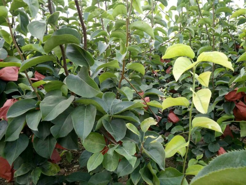 黄金梨350~400g纸加膜