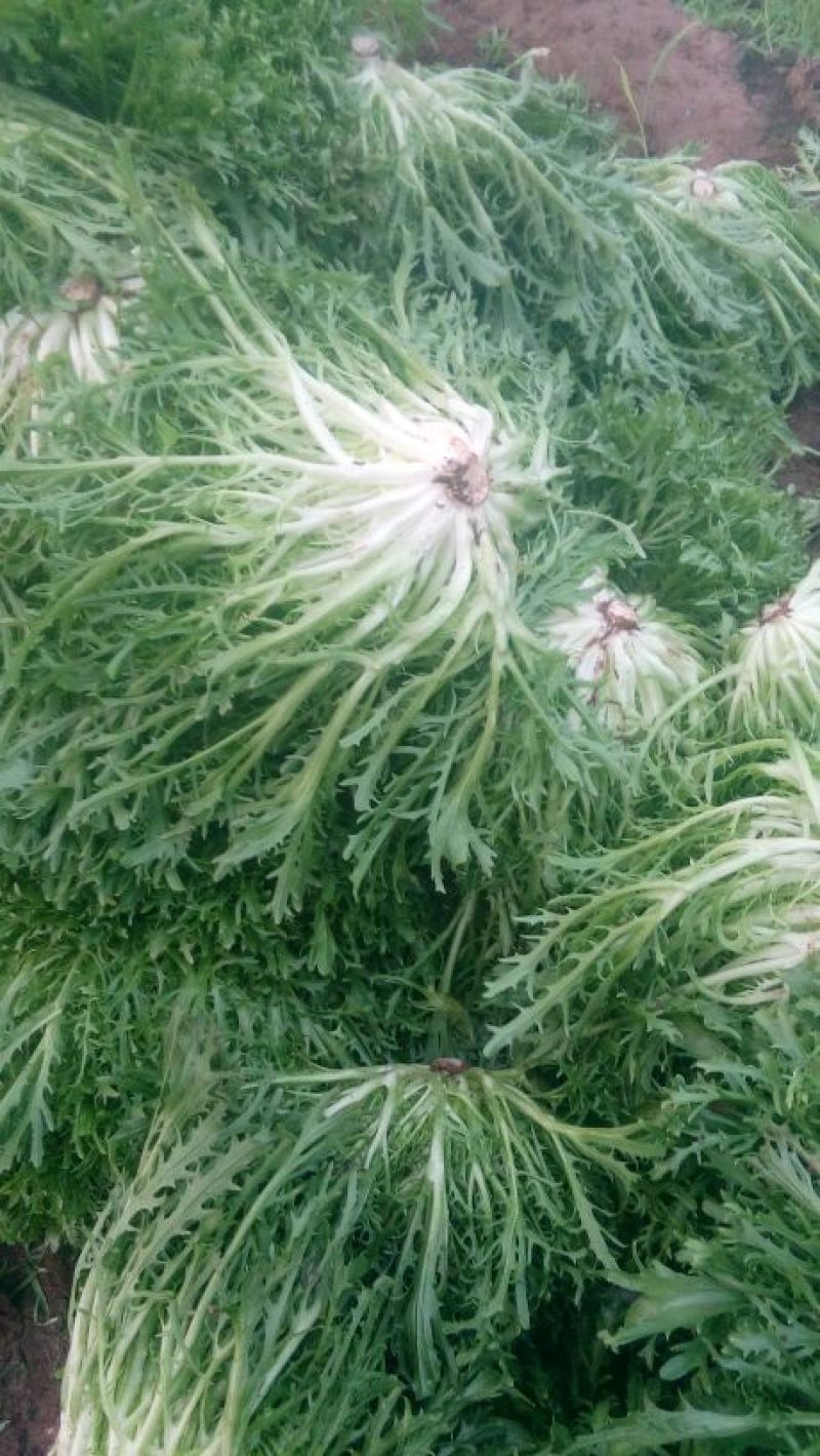 苦菊10~12cm