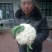 白花菜散装