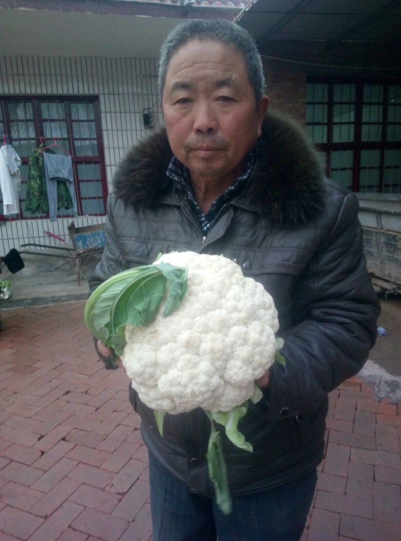 白花菜散装