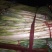大葱25~30cm毛葱2cm左右