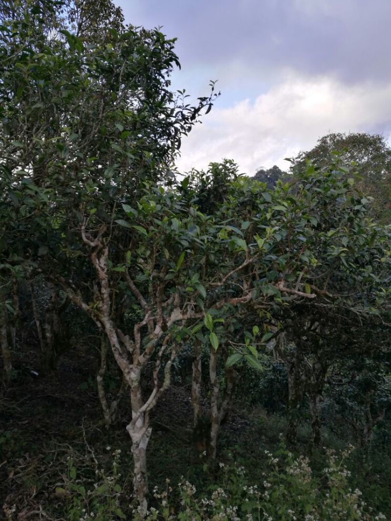 百年大树茶一级