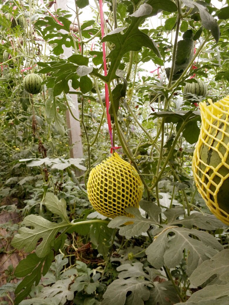 特小凤西瓜河南安阳市滑县_批发_供应-一亩田