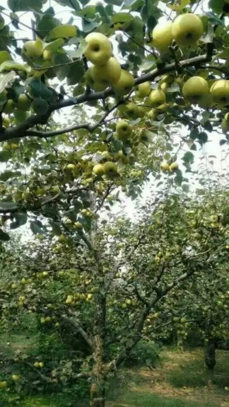 酥梨宁陵县个大多汁无渣